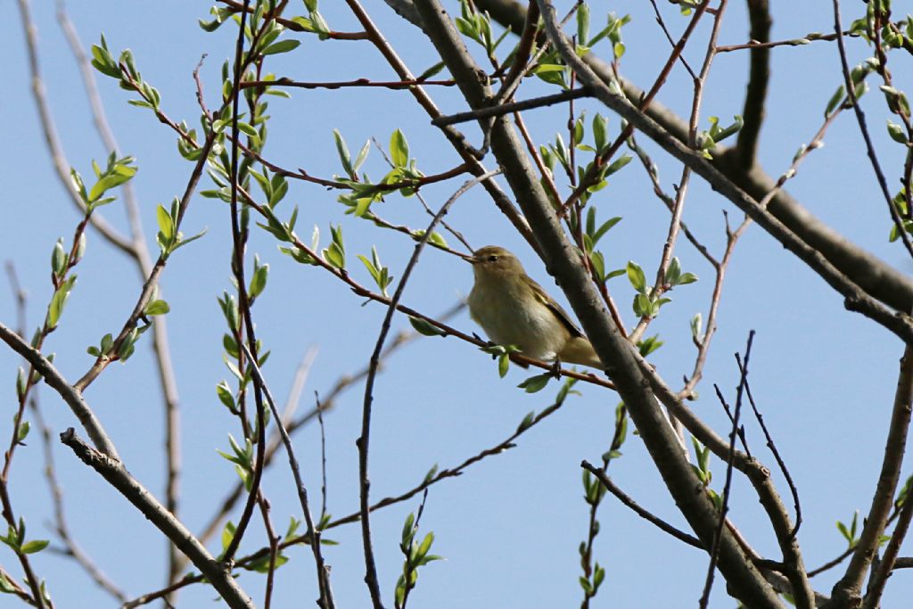 Id. Silvidae : Lu grosso, Lu piccolo e Bigiarella